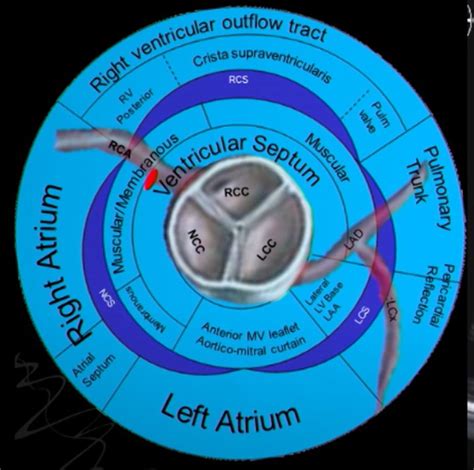 Best lecture on anatomy of aorta | Dr.S.Venkatesan MD