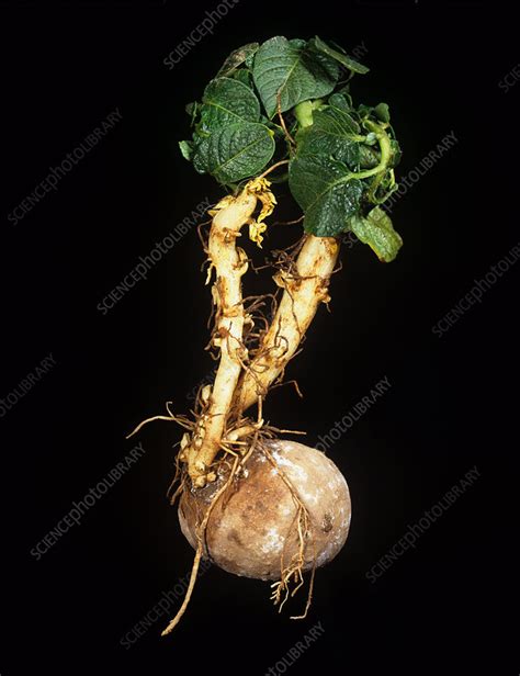 Herbicide damage to potato sprout - Stock Image - C006/5303 - Science Photo Library