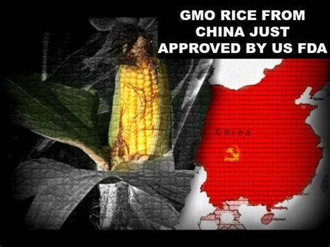 Buyer beware: US FDA just approved GMO rice -- Health & Wellness ...