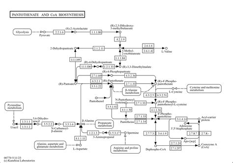 KEGG PATHWAY: Pantothenate and CoA biosynthesis - Reference pathway