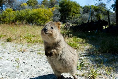 10 weird and wonderful animals native to Australia | Deakin Navigator