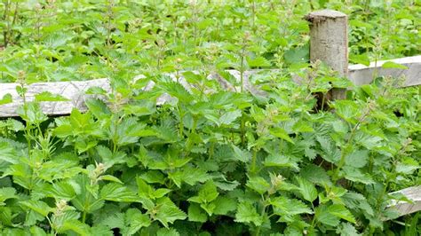 Stinging nettle rash: Symptoms and treatments