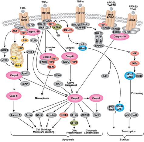 Cell Death Pathways | Cell Signaling Technology