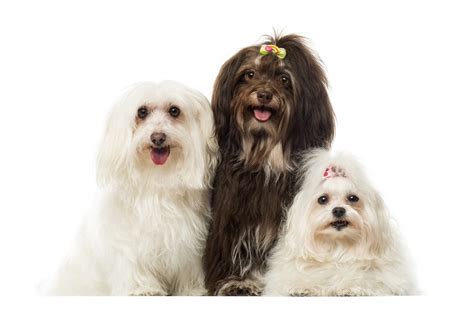 Havanese Colors: A Wonderfully Unique Breed and All Its Patterns - Havanese Dog