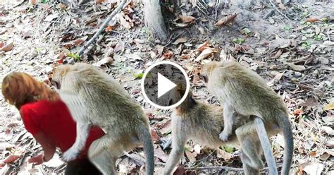 Funny video Monkey : Monkey mating at Angkor Wat ,monkey meeting ...