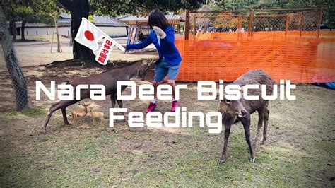 Nara, Japan: Sika Deer Biscuit Feeding - YouTube