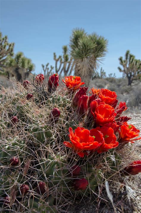 Mojave Desert Blog: Brilliant Blooms | I pretend like I’m super ...