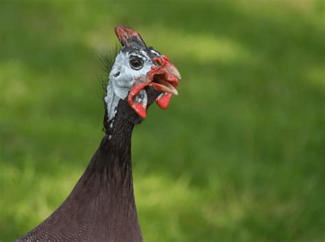 Incredible Guinea Fowl Sounds, a Reliable Alarm on Your Farm.