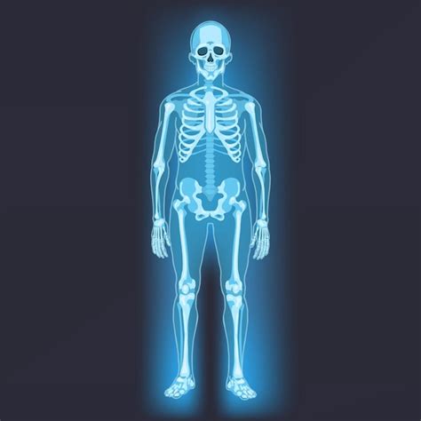 Premium Vector | Vector human skeleton anatomical illustration