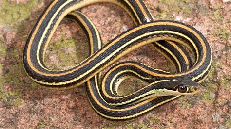 Snakes of Colorado | Museum of Natural History | University of Colorado Boulder