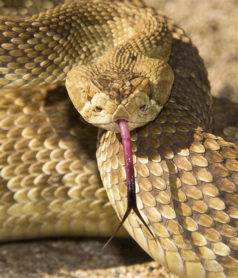 A Defensive Mojave Green Rattlesnake Photograph by Jack Goldfarb