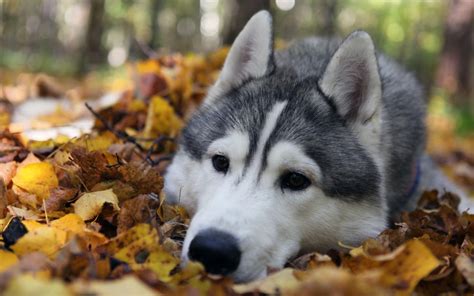 Fall Animals Wallpapers - Wallpaper Cave