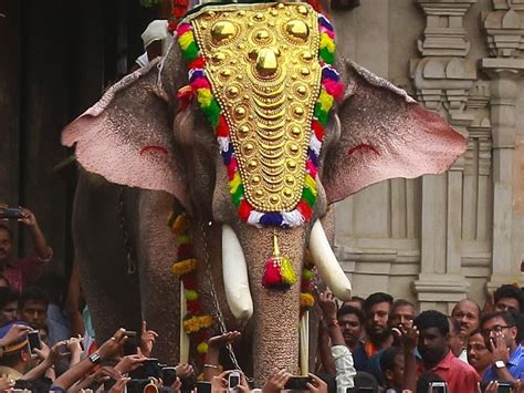 Indias tallest elephant is worshipped in Kerala and has killed 15 ...