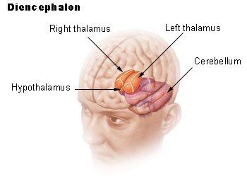 Breakthrough in Neuroscience Could Help Re-Wire Appetite Control - Neuroscience News