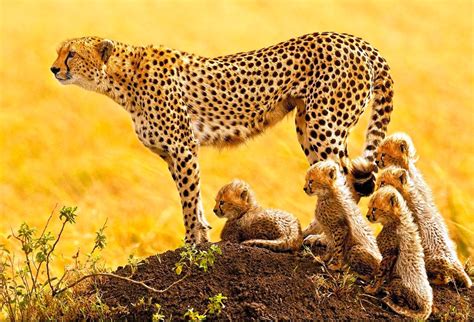 african cheetah family photo | One Big Photo