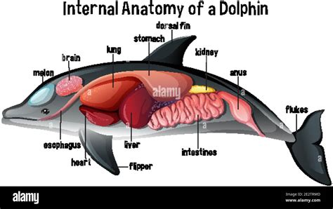 Internal Anatomy of a Dolphin illustration Stock Vector Image & Art - Alamy