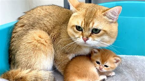 Dad cat and mom cat shared baby kittens - YouTube