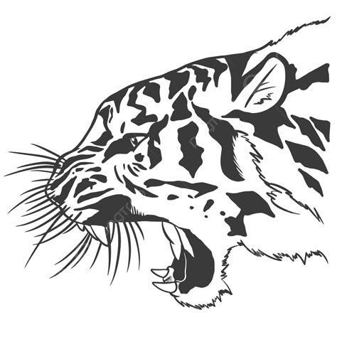 Tiger Head Roar, Tiger Drawing, Head Drawing, Tiger Sketch PNG and Vector with Transparent ...