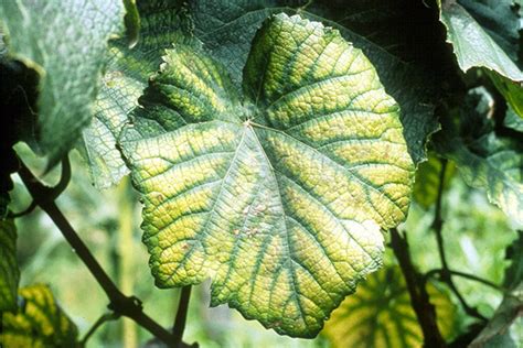 Plant chlorosis - causes and treatment depending on the state of the leaves, especially the disease