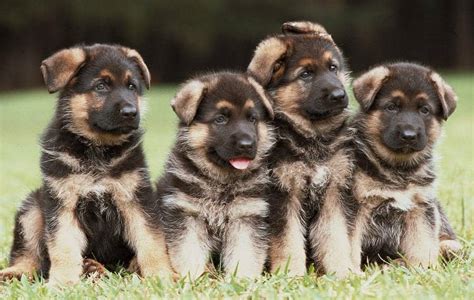 How to Train a German Shepherd Puppy? | CleverPuppyTraining