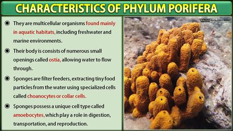 Phylum Porifera Characteristics, Classification and Examples (with ...