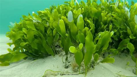 Caulerpa prolifera - Alchetron, The Free Social Encyclopedia