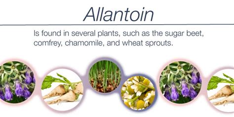 Allantoin (Supplement) - MedMelon