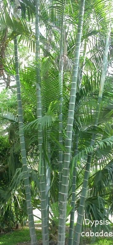 Polynesian Produce Stand : ~CABADA PALM~ Tree Dypsis cabadae Bamboo Stemmed 8-12+inch Seedling ...