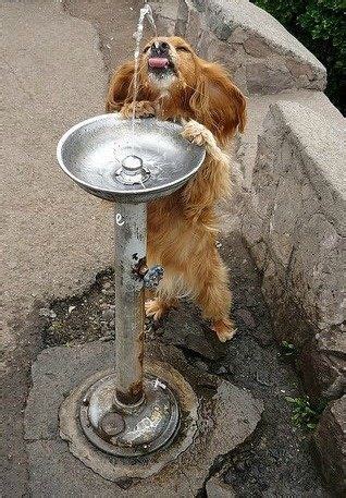 Dog Drinking Water At Fountain | Cute animals, Funny animals, Pets