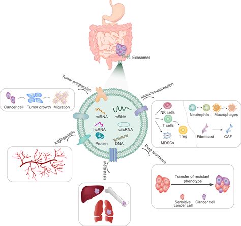 Frontiers | Exosomes as drug delivery system in gastrointestinal cancer