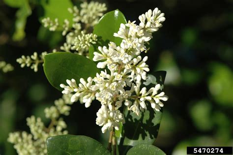 Japanese privet (Ligustrum japonicum)