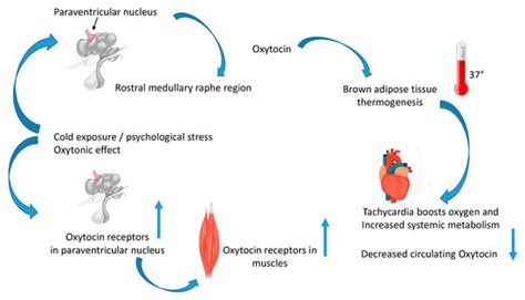 IJMS | Free Full-Text | The Long Way of Oxytocin from the Uterus to the ...