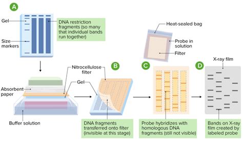 Southern Blotting- Principle, Steps, Detection, Applications - Sciencevivid