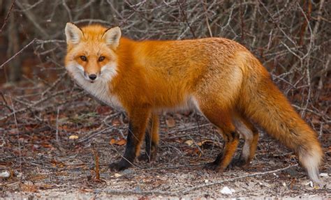 Foxes of Island Beach State Park New Jersey | Anthony Quintano | Flickr