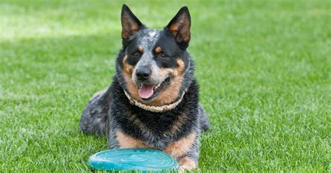 Blue Heeler Socialization Training - Doglopedix