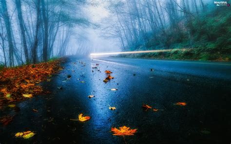 Leaf, autumn, forest, Fog, Way - Beautiful views wallpapers: 1920x1200