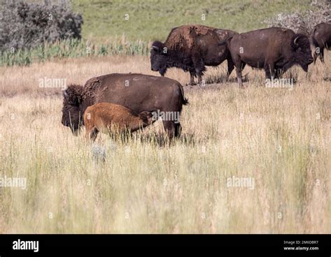 Wild American Bison, also called Buffalo, in a conservation program on ...