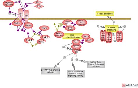 interleukin-1 signaling pathwayRat Genome Database