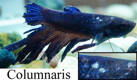 Fish Columnaris | Fungus & Saprolegnia | Treatment & Prevention