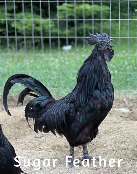 Ayam Cemani Hatching Eggs Hatching Eggs For Sale AzGardens, 41% OFF