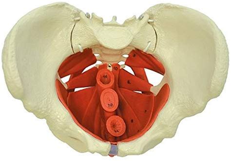 Female Pelvis with Pelvic Floor Muscles | Rudiger Anatomie A267