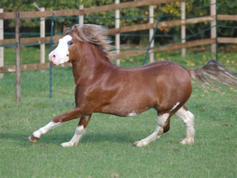 Best Horse Breeds For Small Riders