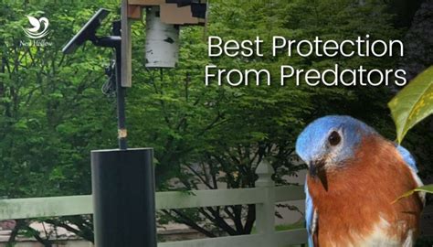 Best Predator Guard for Bluebird Houses and Nest Boxes