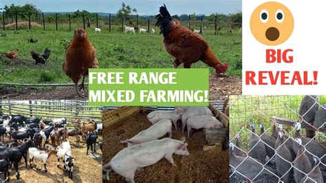 HOW To BENEFIT From FREE RANGE MIXED FARMING! / Our Farm Is Changing So Much! BIG REVEAL ...