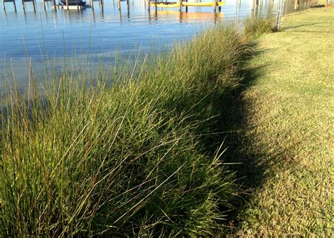 Salt marsh plants offer valuable shoreline service | Mississippi State ...