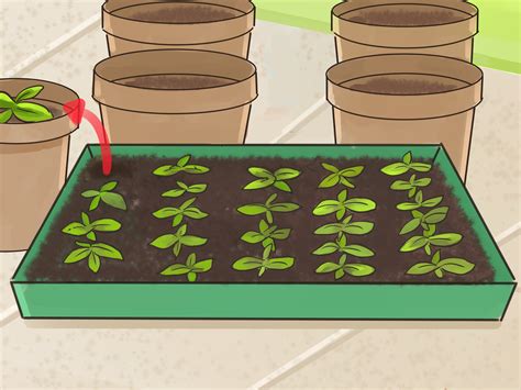 How to Plant Angel Trumpet Seeds (with Pictures) - wikiHow