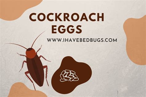 Cockroach Eggs [The Facts by Species!]