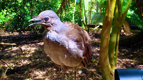 A Lyrebird Mimicking a Toy Gun, Camera Shutter, and Other Sounds