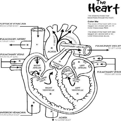 List Of Heart Anatomy Coloring Pages