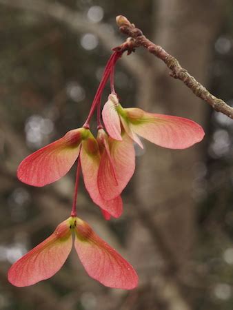 Red Maple - TreeInspection.com